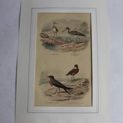 Gravure oiseaux marins TRAVIES Histoire naturelle BUFFON