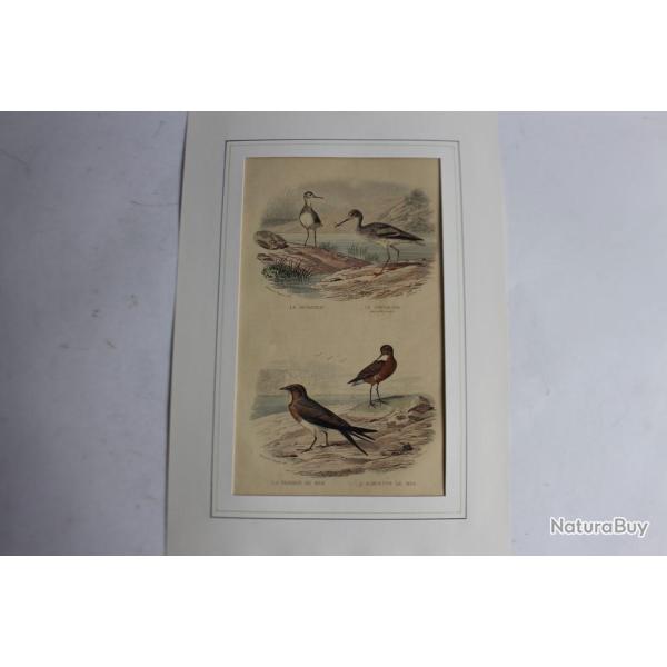Gravure oiseaux marins TRAVIES Histoire naturelle BUFFON