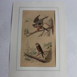 Gravure oiseaux Cresserelle TRAVIES Histoire naturelle BUFFON