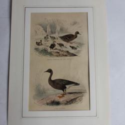 Gravure Canard Oie TRAVIES Histoire naturelle BUFFON