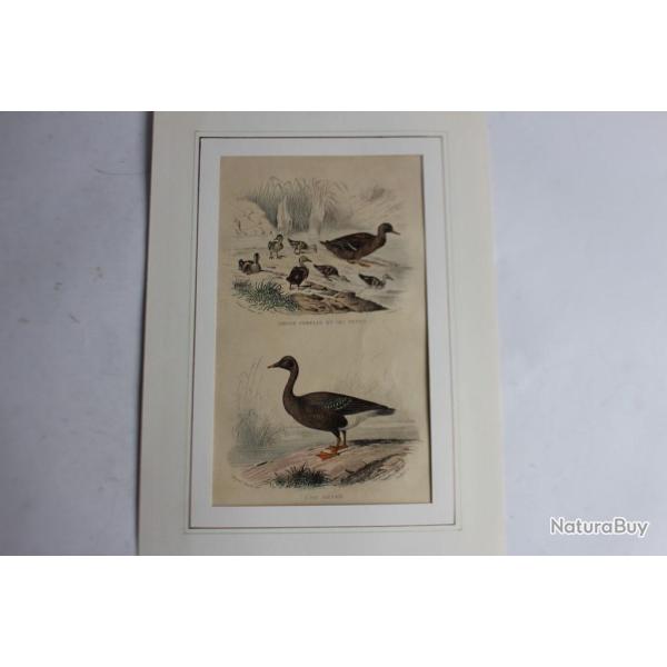 Gravure Canard Oie TRAVIES Histoire naturelle BUFFON
