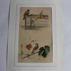 Gravure oiseaux Serin Linotte TRAVIES Histoire naturelle BUFFON