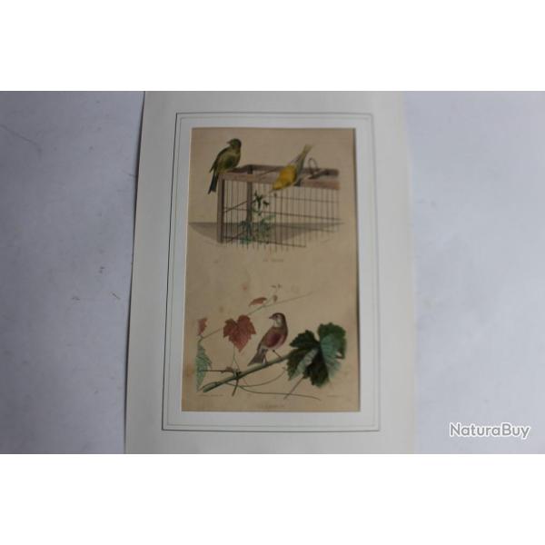 Gravure oiseaux Serin Linotte TRAVIES Histoire naturelle BUFFON