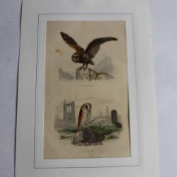 Gravure oiseaux Chouette Effraie TRAVIES Histoire naturelle BUFFON