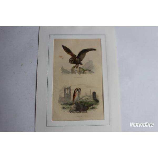 Gravure oiseaux Chouette Effraie TRAVIES Histoire naturelle BUFFON