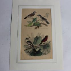 Gravure oiseaux TRAVIES Histoire naturelle BUFFON