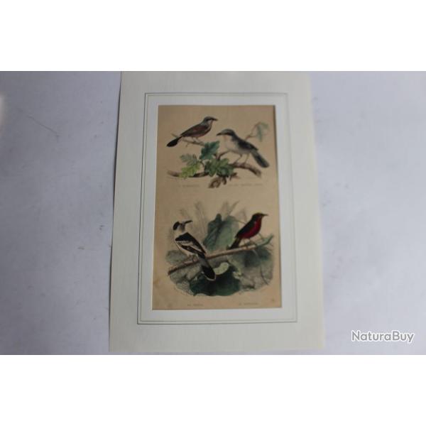 Gravure oiseaux TRAVIES Histoire naturelle BUFFON