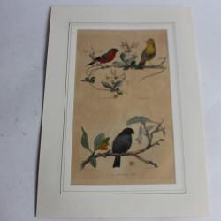 Gravure oiseaux Bouvreuil TRAVIES Histoire naturelle BUFFON