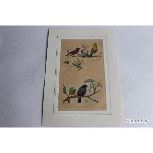 Gravure oiseaux Bouvreuil TRAVIES Histoire naturelle BUFFON