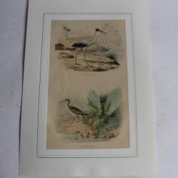 Gravure oiseaux Ibis Courlis TRAVIES Histoire naturelle BUFFON