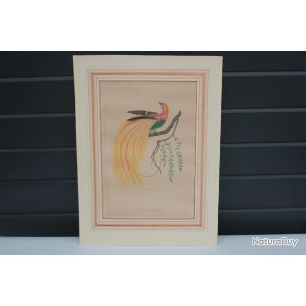 Gravure originale Le Paradis clatant Barraband Pere Oiseau