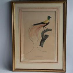 Gravure originale Le Paradis rouge Barraband Perée