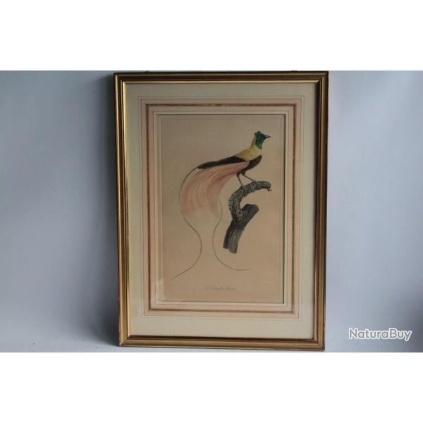 Gravure originale Le Paradis rouge Barraband Pere