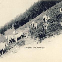 CPA Agriculture &Eacute;levage vaches Fid&egrave;le &agrave; sa terre Paysan montagne Alpage