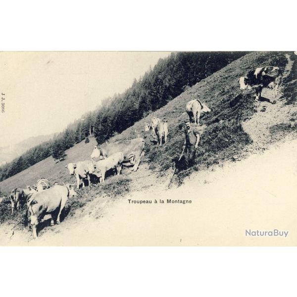 CPA Agriculture �levage vaches Fid�le � sa terre Paysan montagne Alpage