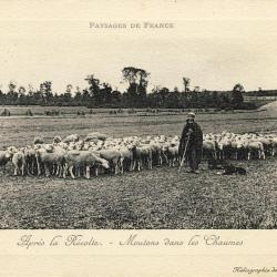 CPA Agriculture &Eacute;levage Moutons Apr&egrave;s la r&eacute;colte chaumes Paysage