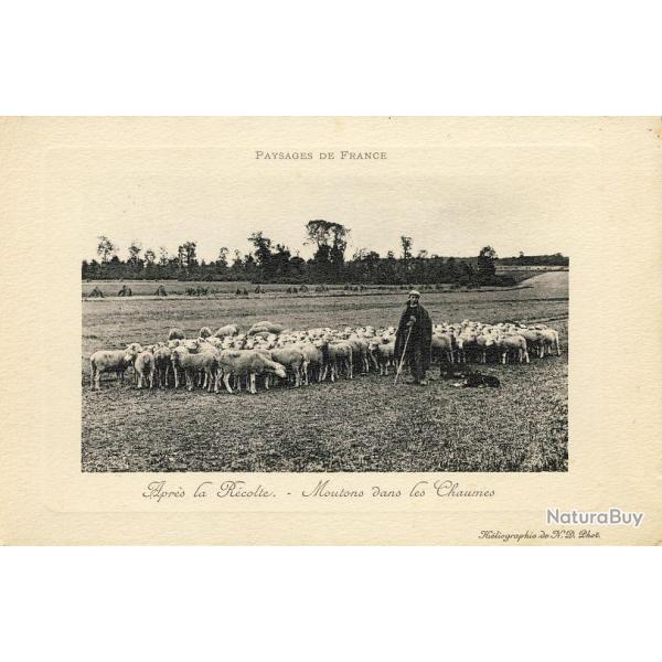 CPA Agriculture �levage Moutons Apr�s la r�colte chaumes Paysage