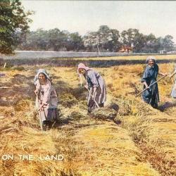 CPA Agriculture Working on the land Femmes agricultrices travail aux champs