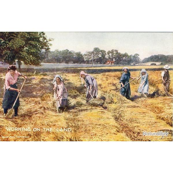 CPA Agriculture Working on the land Femmes agricultrices travail aux champs