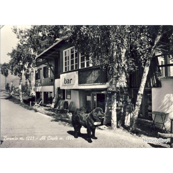 CP Italie Italia Lombardia Sondrio BORMIO Al Ciuck Bar restaurant Chien