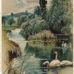 CPA animaux Oiseaux En relief Cygnes avec effets de brillance 1903 Rare