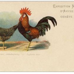 CPA COQ Exposition National d&acute;Aviculture Gen&egrave;ve 1908