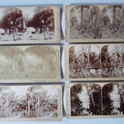 Photographie Photo Stereo Arbres Palmiers Tree Palm USA Florida Jamaica