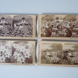 Photographie Photo Stereo Fleurs Flowers USA x4