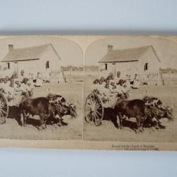 Photographie Photo Stereo Char à boeufs Land of Promise