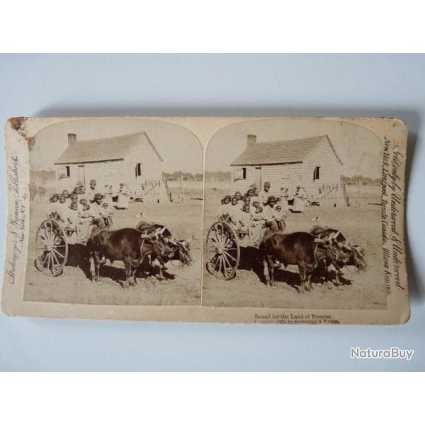 Photographie Photo Stereo Char � boeufs Land of Promise