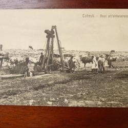 CPA Italie Tobruk Buoi all'abbeveratoio