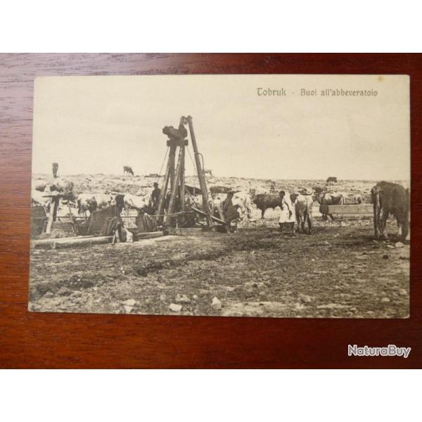 CPA Italie Tobruk Buoi all'abbeveratoio