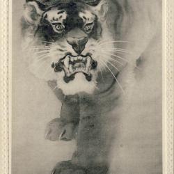 CPA Carte Postale illustr&eacute;e Signe chinois Ann&eacute;e du TIGRE