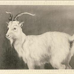CPA Carte Postale illustr&eacute;e Signe chinois Ann&eacute;e du CHEVRE