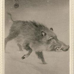 CPA Carte Postale illustr&eacute;e Signe chinois Ann&eacute;e du COCHON sauvage Sanglier