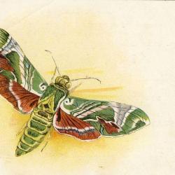 CPA illustr&eacute;e Papillon Ville Gen&egrave;ve Publicit&eacute; Cordonnerie Morel Butterflies