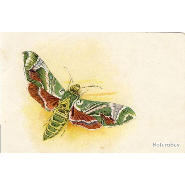CPA illustr�e Papillon Ville Gen�ve Publicit� Cordonnerie Morel Butterflies