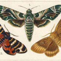 CPA illustr&eacute;e Papillon Papillons Educational series Butterflies N&deg;8