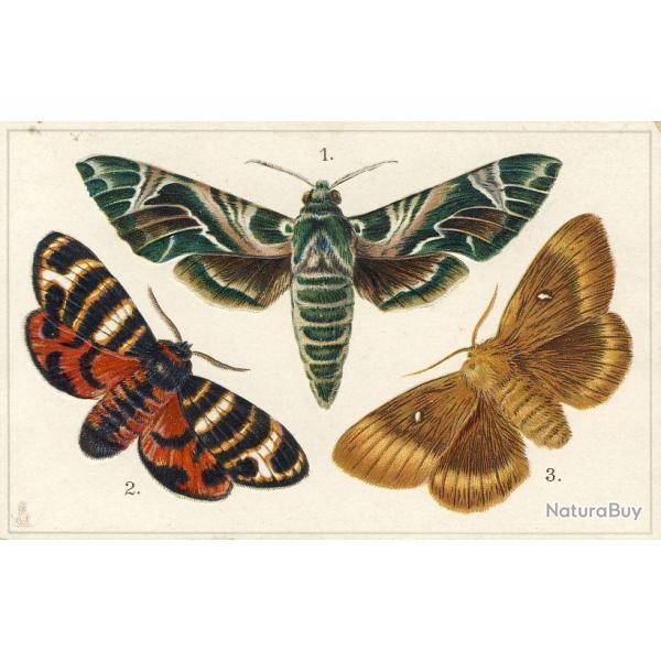 CPA illustr�e Papillon Papillons Educational series Butterflies N�8