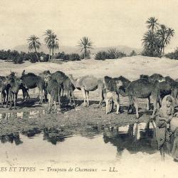 CPA MAROC Sc&egrave;nes et types Troupeau chameaux 1909