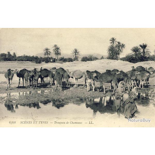 CPA MAROC Sc�nes et types Troupeau chameaux 1909