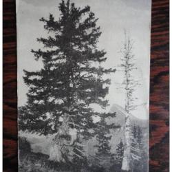 CP Suisse Fribourg La Dent de Lys vue du Molard 1919