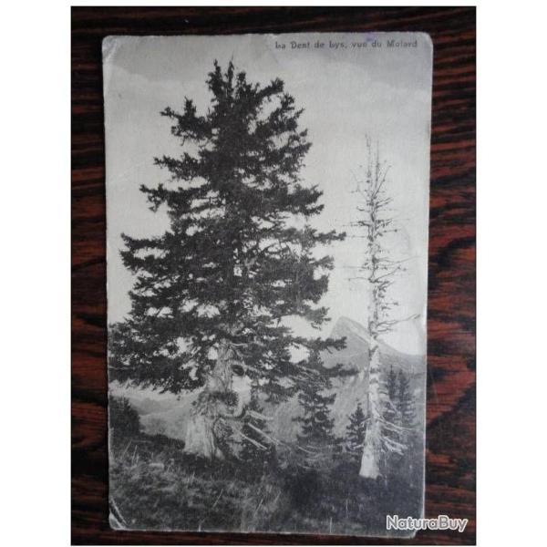 CP Suisse Fribourg La Dent de Lys vue du Molard 1919