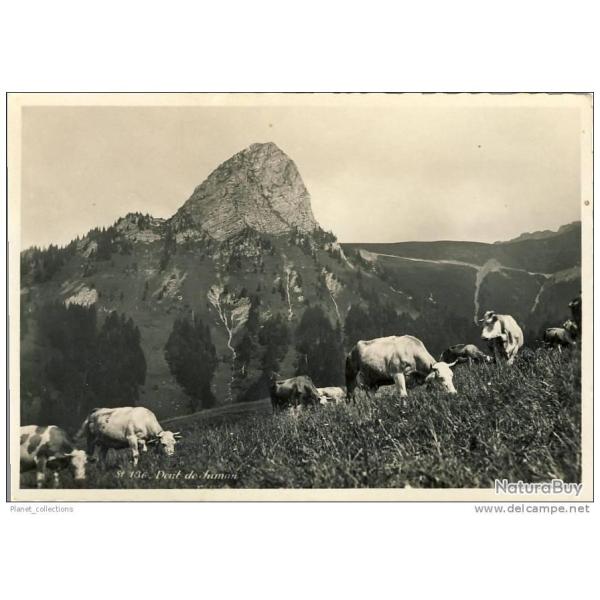 CP Suisse Vaud Dent de Jaman agriculture vaches