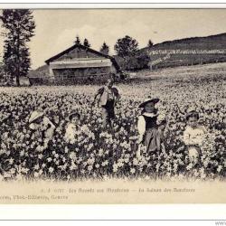 CPA Suisse Vaud Les Avants sur Montreux La saison des Narcisses