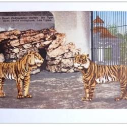 Carte Postale Suisse B&acirc;le Tigre Tiger Zoolog Garten Zoo