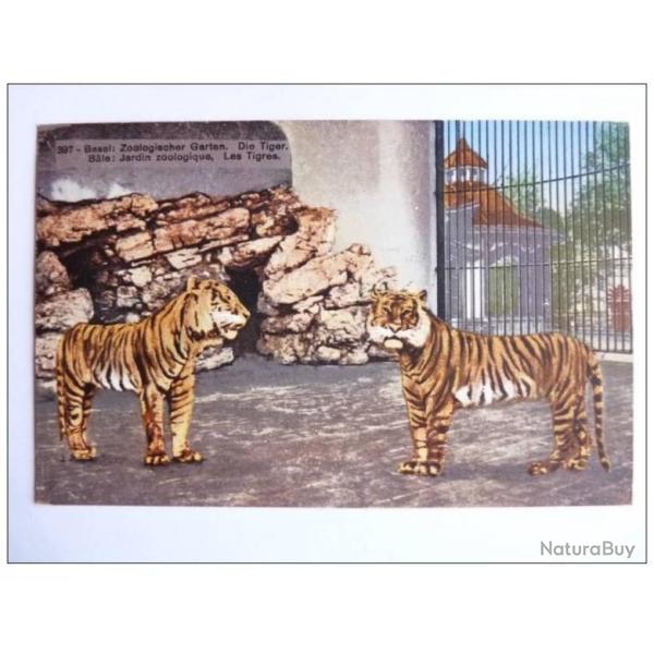 Carte Postale Suisse B�le Tigre Tiger Zoolog Garten Zoo