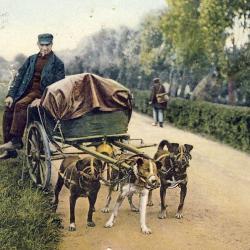 CPA Pays-Bas Holland Honderkar Attelage &agrave; chiens 1911