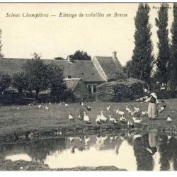 CPA 01 AIN Sc&egrave;nes champ&ecirc;tres &Eacute;levage volailles Bresse