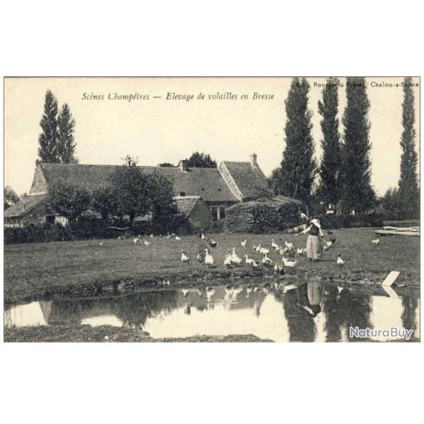 CPA 01 AIN Sc�nes champ�tres �levage volailles Bresse